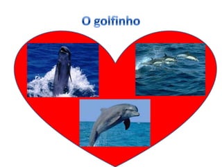 Os animais da vida selvagem