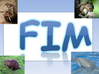 Os animais da vida selvagem