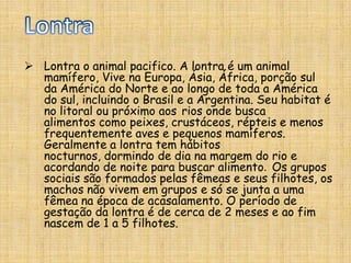 LontraLontra o animal pacifico. A lontra é um animal mamífero, Vive na Europa, Ásia, África, porção sul da América do Norte e ao longo de toda a América do sul, incluindo o Brasil e a Argentina. Seu habitat é no litoral ou próximo aos rios onde busca alimentos como peixes, crustáceos, répteis e menos frequentemente aves e pequenos mamíferos. Geralmente a lontra tem hábitos nocturnos, dormindo de dia na margem do rio e acordando de noite para buscar alimento.  Os grupos sociais são formados pelas fêmeas e seus filhotes, osmachos não vivem em grupos e só se junta a uma fêmea na época de acasalamento. O período de gestação da lontra é de cerca de 2 meses e ao fim nascem de 1 a 5 filhotes.LontraA lontra adulta mede de 55 a 120 centímetros de comprimento(incluindo a cauda) e pesa até 35 quilos. A lontra faz parte da lista de animais ameaçados de extinção  principalmente pelo alto valor da sua pele e pela depredação dos ecossistemas aos quais a lontra está adaptada. Esse animal possui uma pelagem com duas camadas, uma externa e impermeávele outra interna usada para o isolamento térmico. O corpo por sua vez é hidrodinâmico, preparado para nadar em alta velocidade. A lontra é capaz de assobiar, chiar e guinchar. Pode ficar submersa durante 6 minutos e ao nadar pode alcançar a velocidade de 12 km/h.Os melhores momentos da lontra com imagens