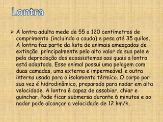 Os piores momentos da lontra com imagens