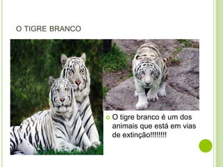 O TIGRE BRANCO




                    O tigre branco é um dos
                     animais que está em vias
                     de extinção!!!!!!!!
 