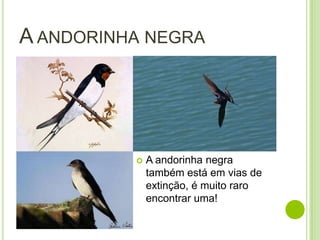A ANDORINHA NEGRA




             A andorinha negra
              também está em vias de
              extinção, é muito raro
              encontrar uma!
 