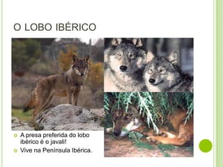 O LOBO IBÉRICO




   A presa preferida do lobo
    ibérico é o javali!
   Vive na Península Ibérica.
 