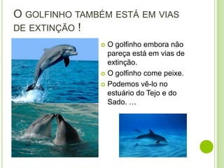 O GOLFINHO TAMBÉM ESTÁ EM VIAS
DE EXTINÇÃO !
                O golfinho embora não
                 pareça está em vias de
                 extinção.
                O golfinho come peixe.

                Podemos vê-lo no
                 estuário do Tejo e do
                 Sado. …
 