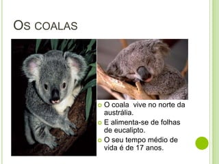 OS COALAS




             O coala vive no norte da
              austrália.
             E alimenta-se de folhas
              de eucalipto.
             O seu tempo médio de
              vida é de 17 anos.
 