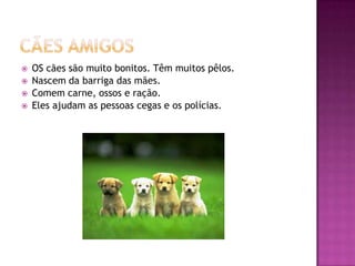 Cães Amigos OS cães são muito bonitos. Têm muitos pêlos.Nascem da barriga das mães.Comem carne, ossos e ração. Eles ajudam as pessoas cegas e os polícias.