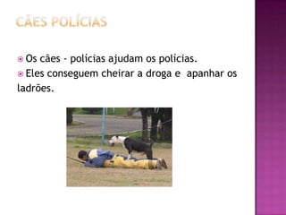 Cães políciasOs cães - polícias ajudam os polícias. Eles conseguem cheirar a droga e  apanhar osladrões.