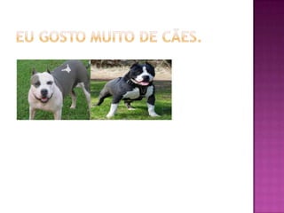 Eu gosto muito de cães.