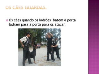 Os cães guardas.Os cães quando os ladrões  batem à porta ladram para a porta para os atacar.