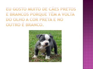 Eu gosto muito de cães pretos e brancos porque têm a volta do olho a cor preta e no outro é branco.