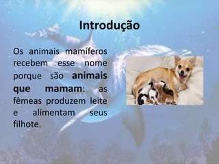 Introdução
Os animais mamíferos
recebem esse nome
porque são animais
que mamam: as
fêmeas produzem leite
e alimentam seus
filhote.