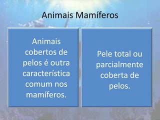 Animais Mamíferos
Animais
cobertos de
pelos é outra
característica
comum nos
mamíferos.
Pele total ou
parcialmente
coberta de
pelos.