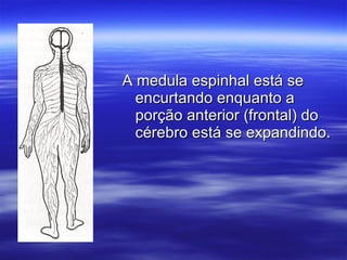 A medula espinhal está se encurtando enquanto a porção anterior (frontal) do cérebro está se expandindo. 