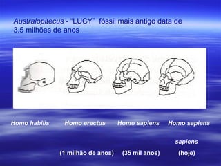 Homo habilis  Homo erectus  Homo sapiens  Homo sapiens  sapiens (1 milhão de anos)  (35 mil anos)  (hoje) Australopitecus  - “LUCY”  fóssil mais antigo data de 3,5 milhões de anos 