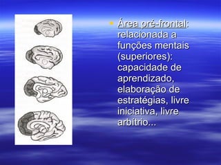 Área pré-frontal : relacionada a funções mentais (superiores): capacidade de aprendizado, elaboração de estratégias, livre iniciativa, livre arbítrio... 