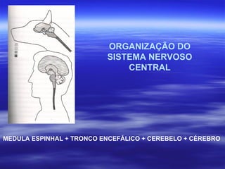 ORGANIZAÇÃO DO SISTEMA NERVOSO CENTRAL MEDULA ESPINHAL + TRONCO ENCEFÁLICO + CEREBELO + CÉREBRO 