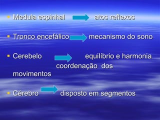 Medula espinhal  atos reflexos Tronco encefálico  mecanismo do sono Cerebelo  equilíbrio e harmonia coordenação  dos movimentos Cérebro  disposto em segmentos 