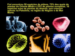 Frei encontrou 58 espécies de pólens, 75% dos quais de
plantas do Oriente Médio e 25% de plantas européias. 16
espécies eram de plantas do deserto, que crescem
apenas na Palestina, na região do Neguev e do Mar
Morto.
Alguns desses pólens são transportados por insetos, não
pelo vento. Os pólens palestinos, mesmo carregados
pelos ventos, não chegariam á Europa, e nem mesmo ao
sudoeste da Turquia ou ao norte da Síria, regiões de
onde também foram encontrados pólens.
Pelo estudo do pólen das plantas que aparecem no
Sudário pode-se reconstituir o itinerário do Sudário: saiu
da Palestina, esteve em Edessa (Turquia), Chambéry
(França) e por fim Turim.
Frei concluiu que o Sudário foi exposto ao ar livre, em
algum momento de sua existência, em Jerusalém, ou
próximo dela, o único lugar onde ele deveria realmente
ter estado se ele é o autêntico lençol mortuário de Jesus.

 
