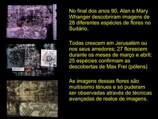 No final dos anos 90, Alan e Mary
Whanger descobriram imagens de
28 diferentes espécies de flores no
Sudário.
Todas crescem em Jerusalém ou
nos seus arredores; 27 florescem
durante os meses de março e abril;
25 espécies confirmam as
descobertas de Max Frei (pólens)
As imagens dessas flores são
muitíssimo tênues e só puderam
ser observadas através de técnicas
avançadas de realce de imagens.

 