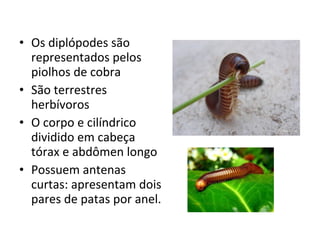 • Os diplópodes são
representados pelos
piolhos de cobra
• São terrestres
herbívoros
• O corpo e cilíndrico
dividido em cabeça
tórax e abdômen longo
• Possuem antenas
curtas: apresentam dois
pares de patas por anel.
 