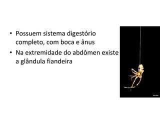 • Possuem sistema digestório
completo, com boca e ânus
• Na extremidade do abdômen existe
a glândula fiandeira
 