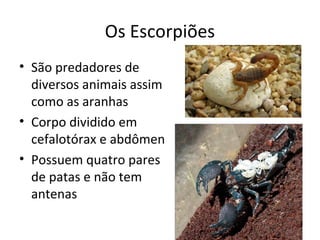 Os Escorpiões
• São predadores de
diversos animais assim
como as aranhas
• Corpo dividido em
cefalotórax e abdômen
• Possuem quatro pares
de patas e não tem
antenas
 