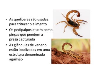 • As quelíceras são usadas
para triturar o alimento
• Os pedipalpos atuam como
pinças que pendem a
presa capturada
• As glândulas de veneno
estão localizadas em uma
estrutura denominada
aguilhão
 