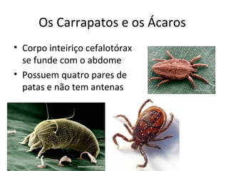 Os Carrapatos e os Ácaros
• Corpo inteiriço cefalotórax
se funde com o abdome
• Possuem quatro pares de
patas e não tem antenas
 