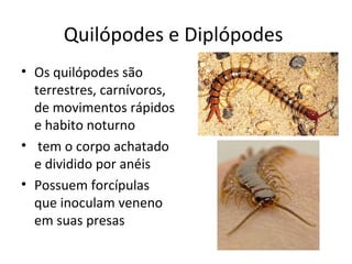 Quilópodes e Diplópodes
• Os quilópodes são
terrestres, carnívoros,
de movimentos rápidos
e habito noturno
• tem o corpo achatado
e dividido por anéis
• Possuem forcípulas
que inoculam veneno
em suas presas
 