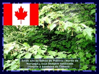 Estas são as folhas do Plátono (Bordo da Noruega), cuja imagem estilizada compõe a bandeira do Canadá... 