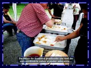 Da seiva da árvore é produzido um mel de extraordinário sabor e poder adoçante... 