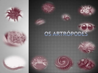 Os artrópodes