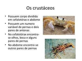 Os crustáceos
• Possuem corpo dividido
em cefalotórax e abdome
• Possuem um numero
variável de pernas e dois
pares de antenas
• No cefalotórax encontra-
se olhos, boca e alguns
pares de pernas
• No abdome encontre-se
outros pares de pernas
 