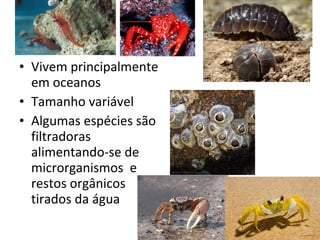 • Vivem principalmente
em oceanos
• Tamanho variável
• Algumas espécies são
filtradoras
alimentando-se de
microrganismos e
restos orgânicos
tirados da água
 