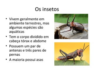 Os insetos
• Vivem geralmente em
ambiente terrestres, mas
algumas espécies são
aquáticas
• Tem o corpo dividido em
cabeça tórax e abdome
• Possuem um par de
antenas e três pares de
pernas
• A maioria possui asas
 