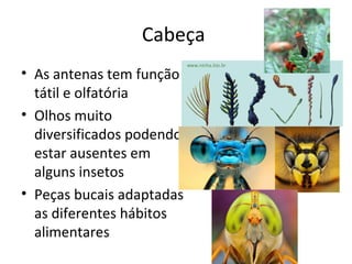 Cabeça
• As antenas tem função
tátil e olfatória
• Olhos muito
diversificados podendo
estar ausentes em
alguns insetos
• Peças bucais adaptadas
as diferentes hábitos
alimentares
 