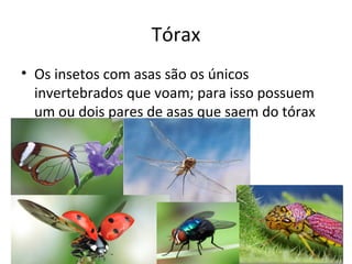 Tórax
• Os insetos com asas são os únicos
invertebrados que voam; para isso possuem
um ou dois pares de asas que saem do tórax
 