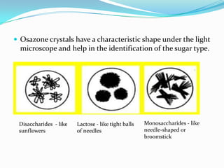 Osazone crystals have a characteristic shape under the light microscope and help in the identification of the sugar type.Monosaccharides - like needle-shaped or broomstickDisaccharides  - like sunflowersLactose - like tight balls of needles
