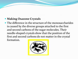 Making Osazone CrystalsThe difference in the structure of the monosaccharides is caused by the diverse groups attached to the first and second carbons of the sugar molecules. Their needle-shaped crystals show that the position of the first and second carbons do not matter in the crystal formation.