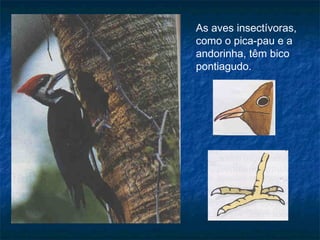As aves insectívoras,
como o pica-pau e a
andorinha, têm bico
pontiagudo.