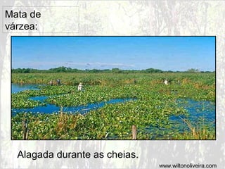 Mata de
várzea:
Alagada durante as cheias.
www.wiltonoliveira.com
 