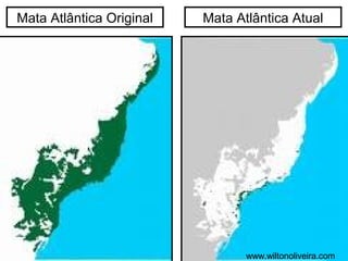 Mata Atlântica Original Mata Atlântica Atual
www.wiltonoliveira.com
 