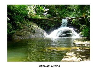 MATA ATLÂNTICA
 