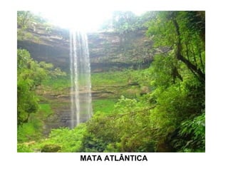MATA ATLÂNTICA
 