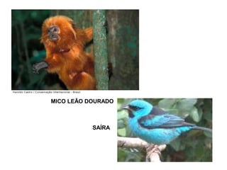 MICO LEÃO DOURADO
SAÍRA
 