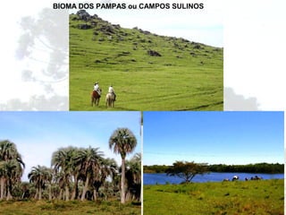 Característica:
Vegetação aberta, com
poucas variedades de
espécies, com destaque para
o pinheiro.
O clima típico da região é o
subtropical e localiza-se em terrenos
de planalto e na chapada da Bacia do
Paraná.
BIOMA DOS PAMPAS ou CAMPOS SULINOS
 