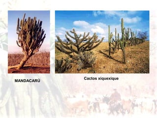 O Cerrado:
É o segundo bioma mais extenso do
Brasil, localizado nas regiões Centro-oeste,
Nordeste e Sudeste.
A região se tornou
um grande produtora
de soja, porém os
impactos ambientais
são desastrosos.
MANDACARÚ
Cactos xiquexique
 