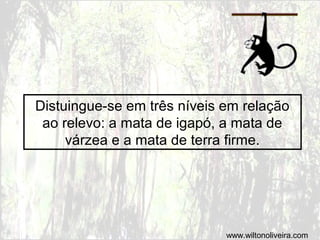 Distuingue-se em três níveis em relação
ao relevo: a mata de igapó, a mata de
várzea e a mata de terra firme.
www.wiltonoliveira.com
 