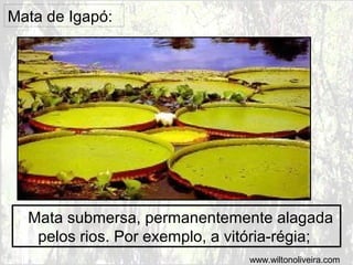 Mata de Igapó:

Mata submersa, permanentemente alagada
pelos rios. Por exemplo, a vitória-régia;
www.wiltonoliveira.com

 