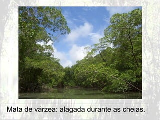 Mata de várzea: alagada durante as cheias.

 